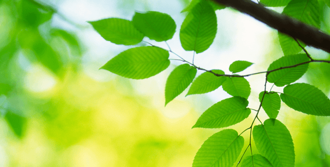 Tree Sharing Program