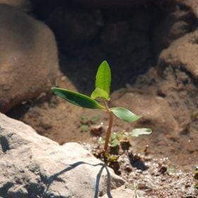 growth 445283 640