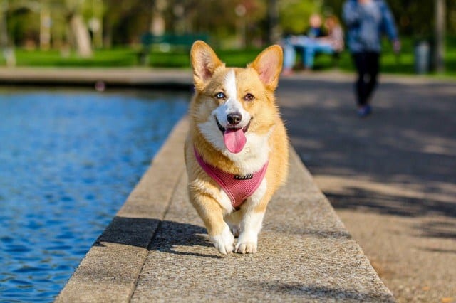 Dog Days in Grapevine, Texas