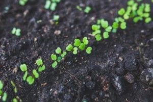 Organic Garden