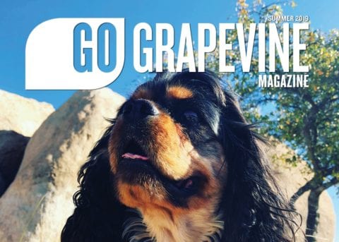 go grapevine magazine summer 2019 dog in park on cover