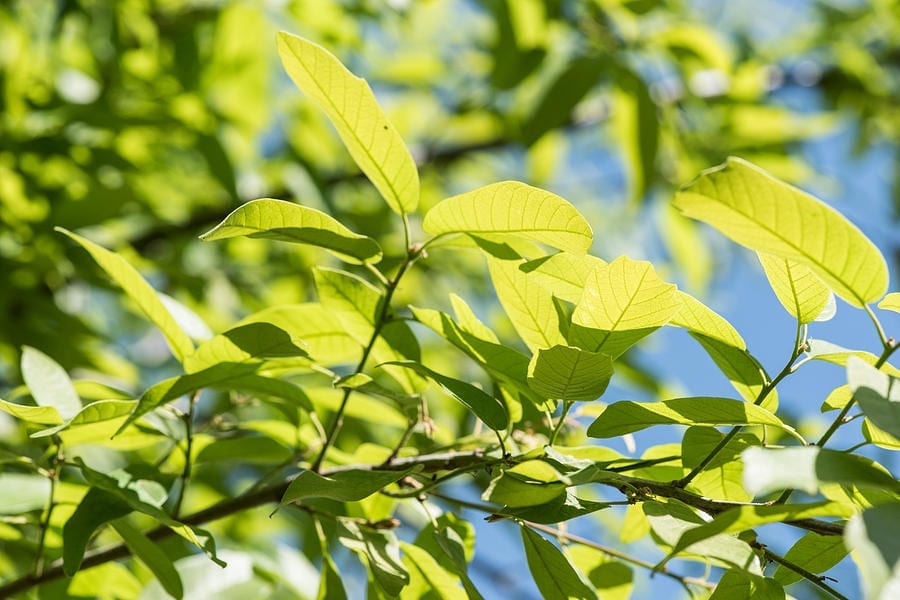 Tree Sharing Program
