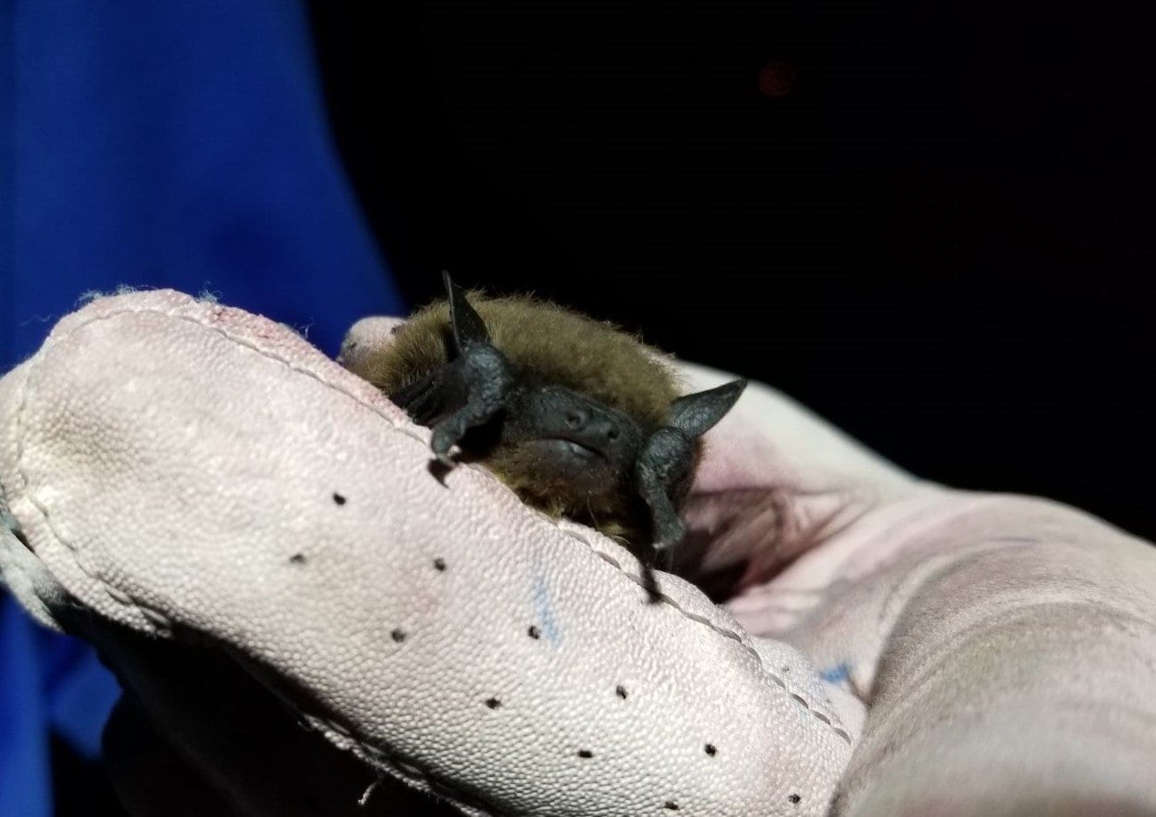 Bat Research