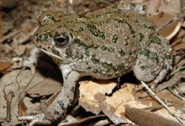 26675 texas toad.rev .1477411412