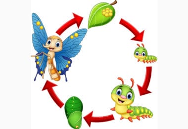 butterfly life cycle vector 22962229