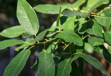 Mexican White Oak Leaves sm