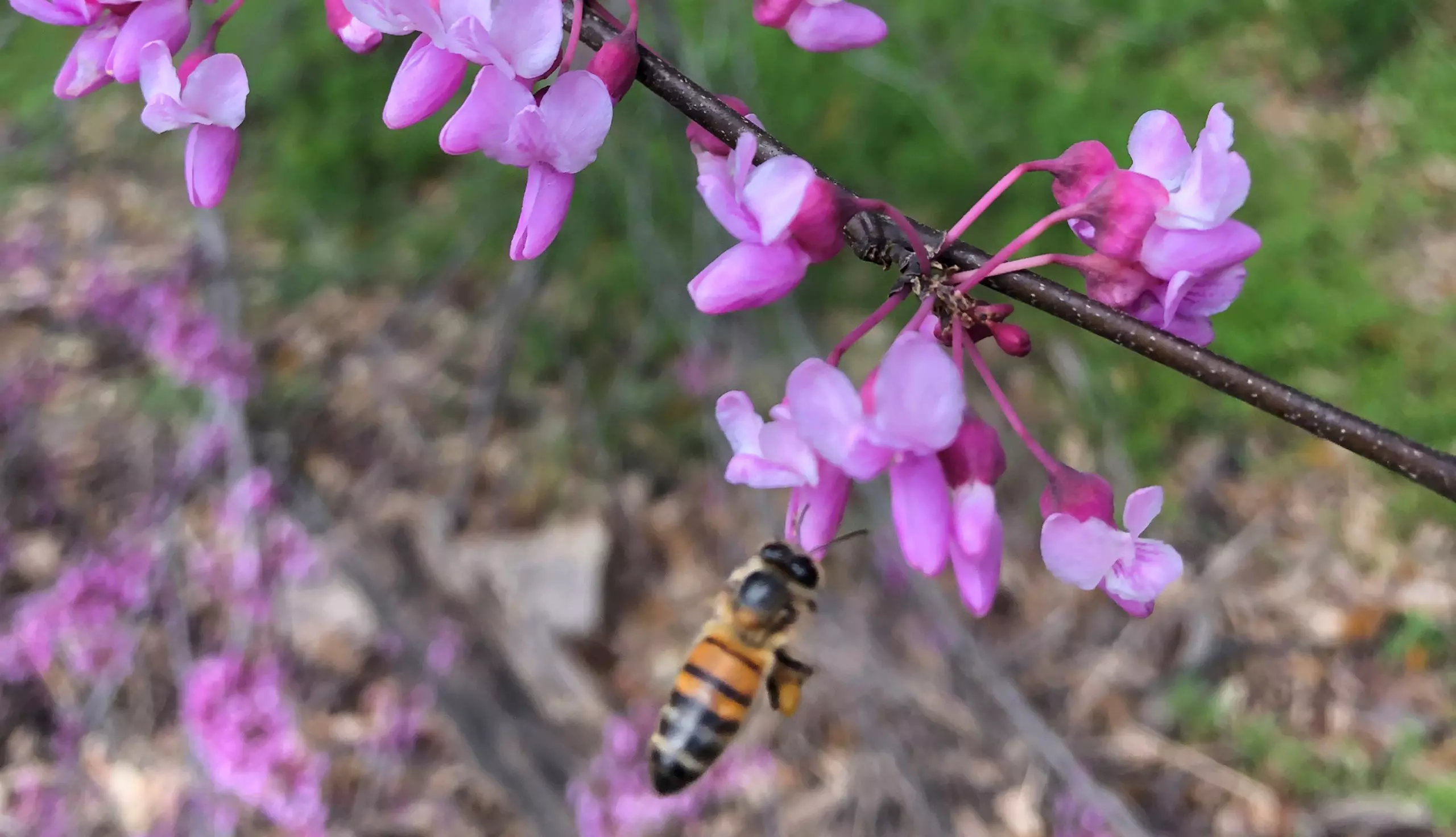 bee webimagecrop scaled.jpg