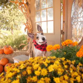 PumpkinFest Dog