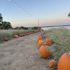 PumpkinFest Pumpkin Path