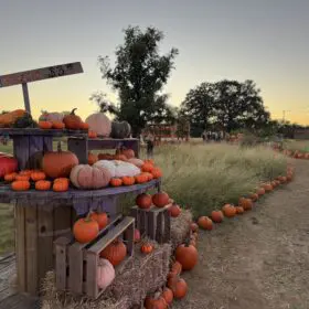 PumpkinFest Pumpkins